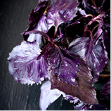 율려조양단 자소엽