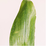 율려조양단 바나바잎